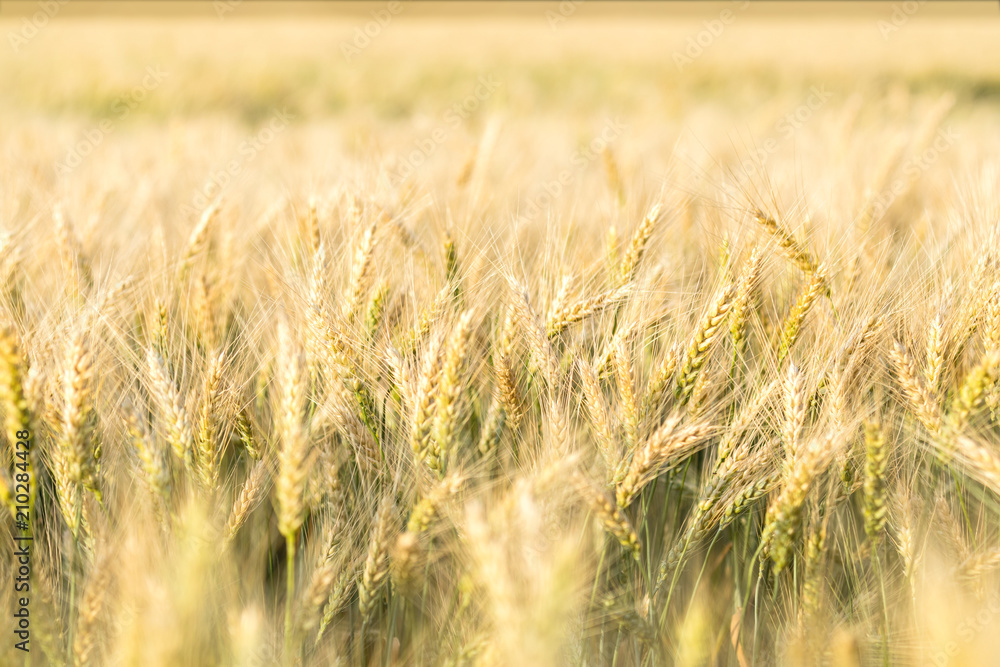 Fototapeta premium Ripe barley on the field on late summer afternoon