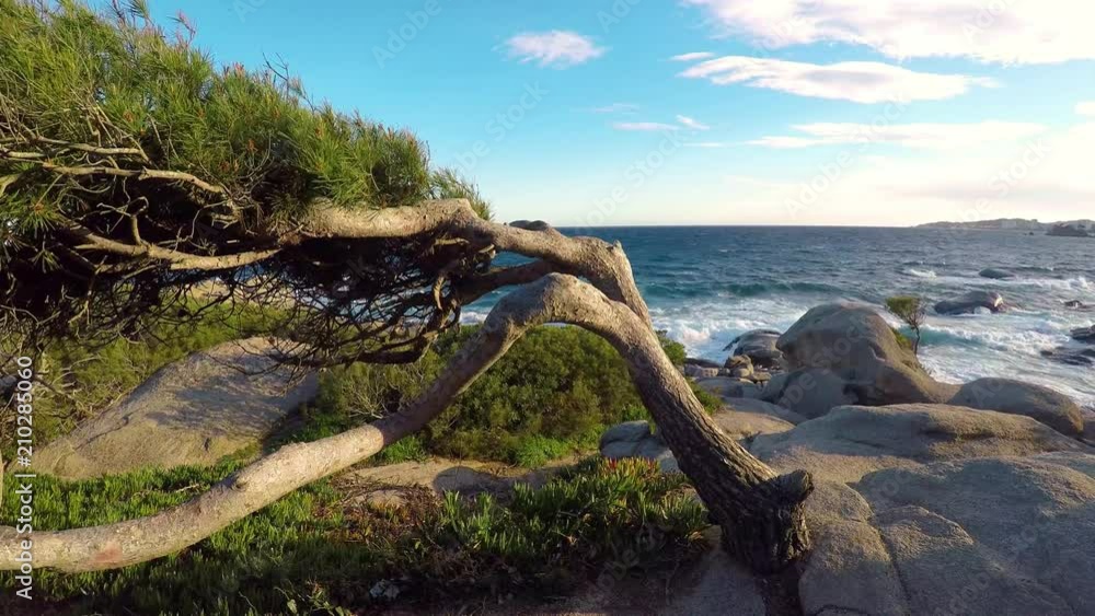 Evergreen pine on the wind in Costa Brava of Spain Evergreen pine on the wind in Costa Brava of Spain
