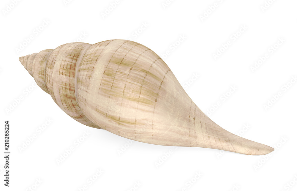 Seashell Isolated Seashell Isolated