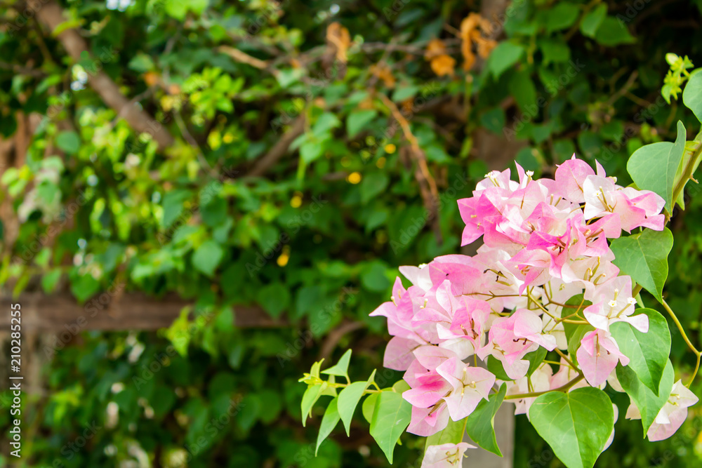 Bougainvillea glabra in garden. Bougainvillea glabra in garden.