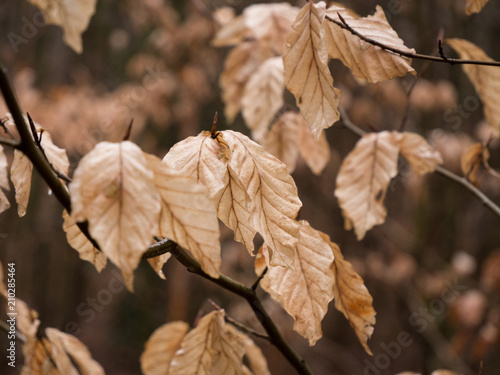 herbst