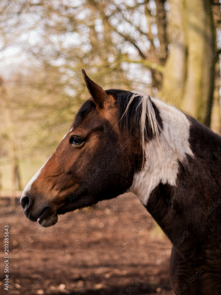 Obraz premium beauty