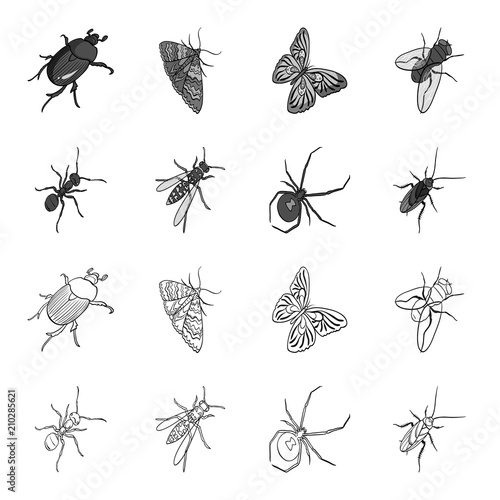 An insect arthropod, an osa, a spider, a cockroach. Insects set collection icons in outline,monochrome style vector symbol stock isometric illustration web.