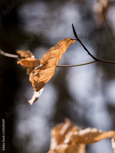 herbst