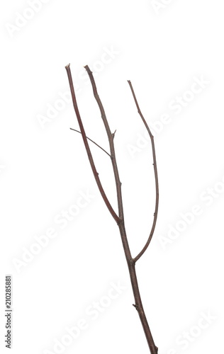Dry branch isolated on white background © dule964