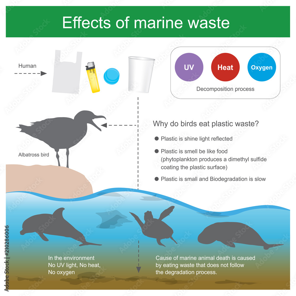 Effect of marine waste. Cause of marine animal death is caused by eating  waste that dose not follow the degradation process and cause of Albatross  bird death Stock Vector | Adobe Stock