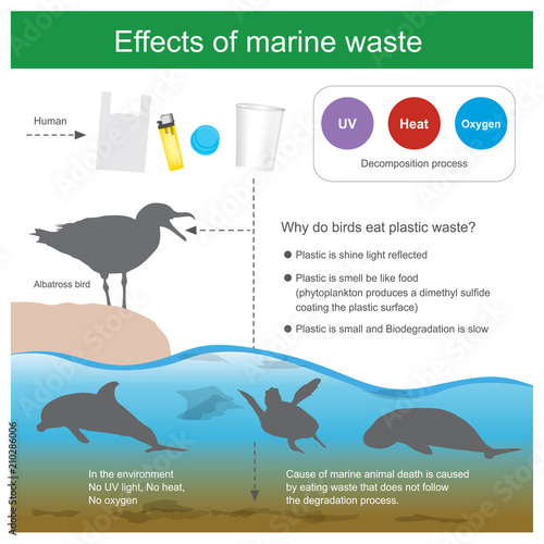 Effect of marine waste. Cause of marine animal death is caused by eating waste that dose not follow the degradation process and cause of Albatross bird death