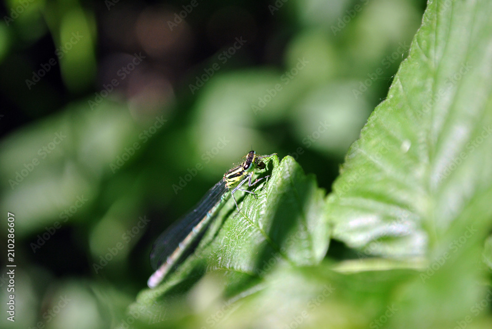 The Irish damselfly or crescent bluet (Coenagrion lunulatum) male sitting on green raspberry leaves, soft dark green blurry background The Irish damselfly or crescent bluet (Coenagrion lunulatum) male sitting on green raspberry leaves, soft dark green blurry background