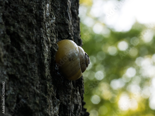 nature
