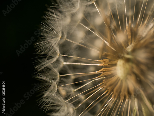makro