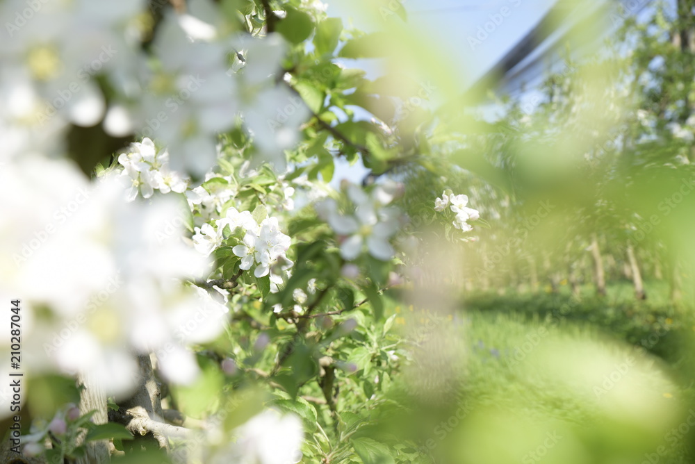 Beautiful apple tree branch with sun Beautiful apple tree branch with sun