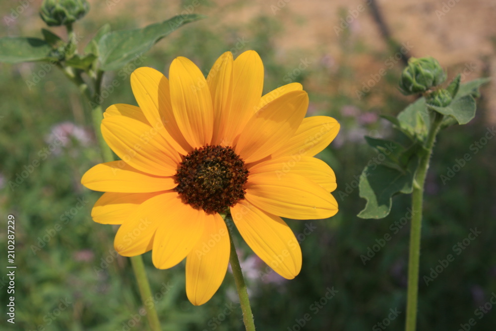 Obraz premium Yellow Flower