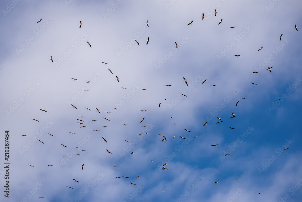Flying White Storks. A Flock Of Flying Stork (Ciconia Ciconia) Against The Background Of A Cloudy Sky.Scene From The Wild Nature Of Belarus