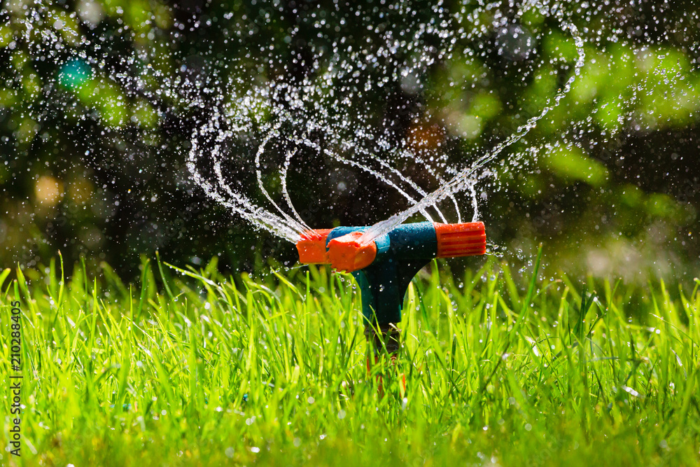 Garden sprinkler watering grass - obrazy, fototapety, plakaty 