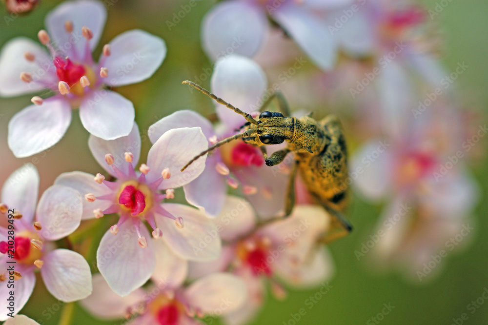 a beetle feasting on pollen and nectar of pink flowers pollination stamens pestle a beetle feasting on pollen and nectar of pink flowers pollination stamens pestle