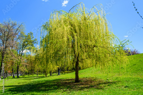 Babylon willow (salix babylonica) in a pubkic park on spring photo