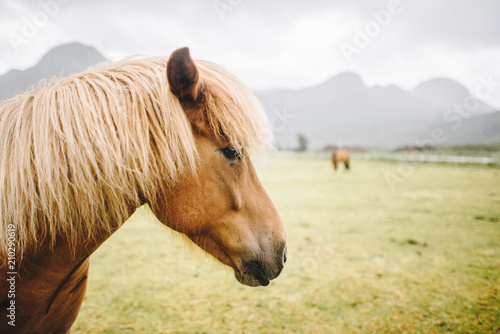 beautiful portrait of a horse in a Norwegian summer field with a Lofoten background