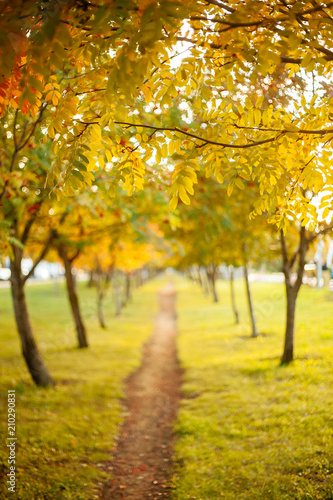 Path in the autumn park. Blurred background.