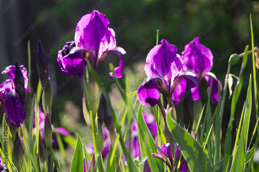 Bunch of beautiful iris flowers in trendy ultra violet bright juicy color outdoors on a flower bed in the garden or park, morning sunlight, back light, with a little spider web