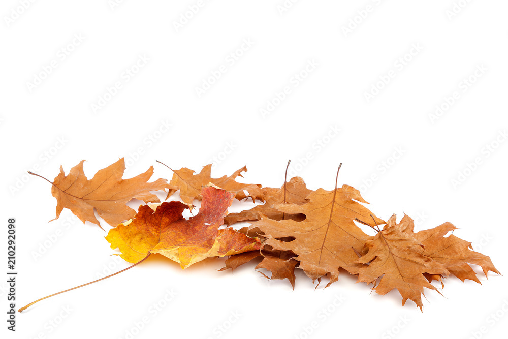 Fototapeta premium Dry oak and maple leaves on white background