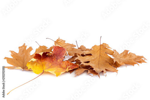 Dry oak and maple leaves on white background