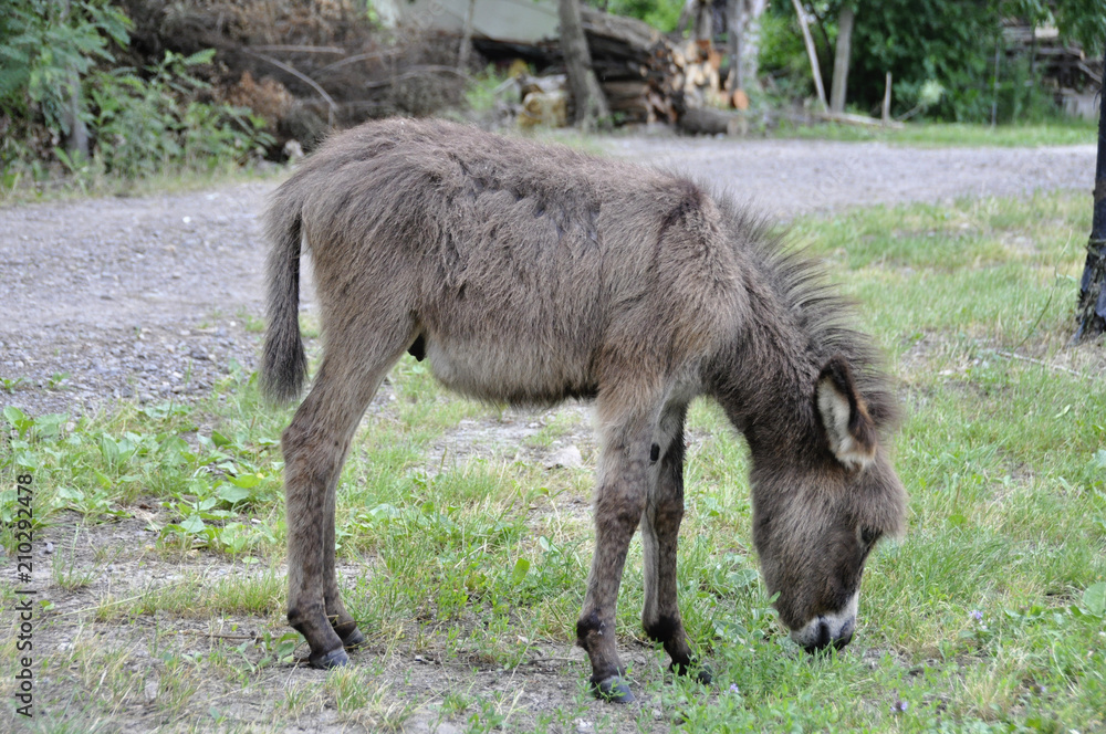 A young donkey in a clearing in the countryside. A young donkey in a clearing in the countryside.