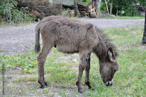 A young donkey in a clearing in the countryside.