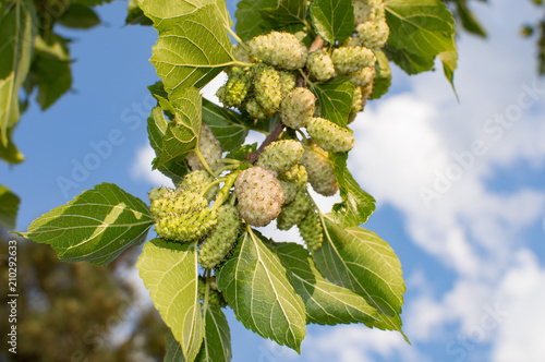 Wallpaper Mural white mulberry fruit Torontodigital.ca