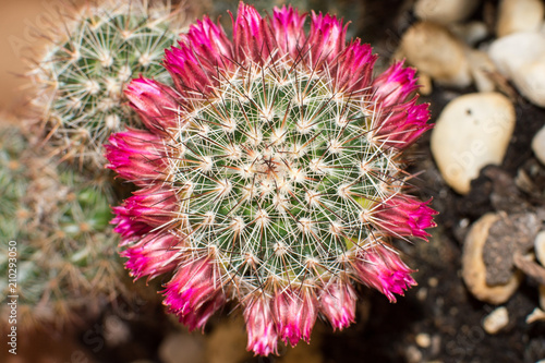 flowers of mammillaria