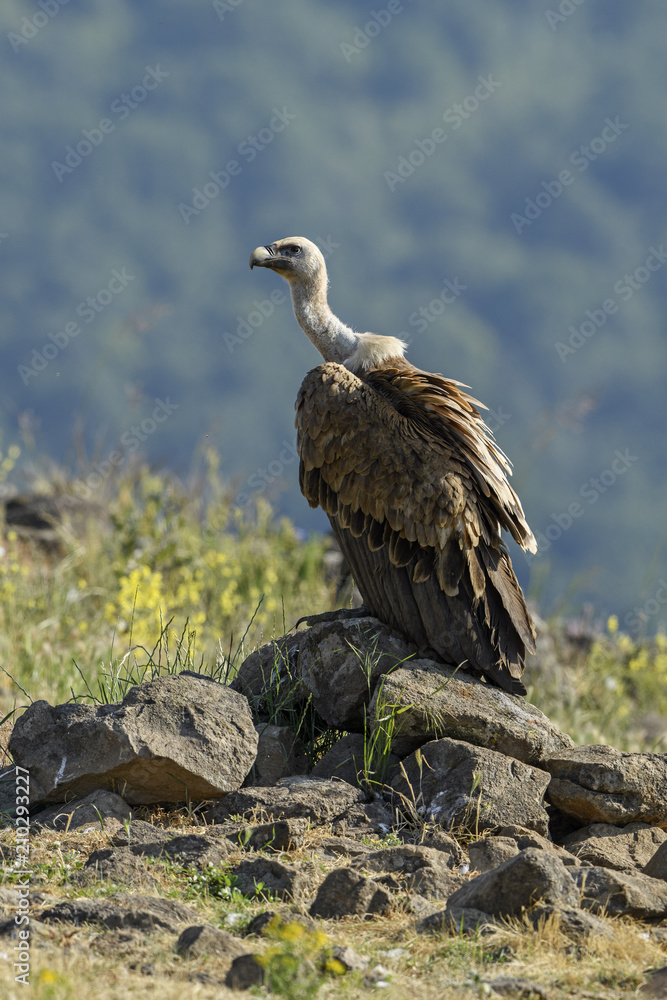 Griffon Vulture - Gyps fulvus, large brown white headed vulture from Old World and Africa. Griffon Vulture - Gyps fulvus, large brown white headed vulture from Old World and Africa.