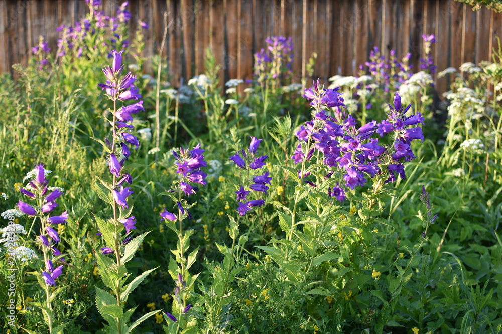 Obraz premium purple flowering plant Bell Campanula on a summer meadow, on a soft blurry background of green leaves and grass