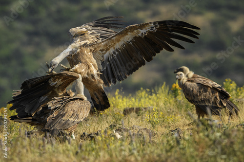 Griffon Vulture - Gyps fulvus, large brown white headed vulture from Old World and Africa.