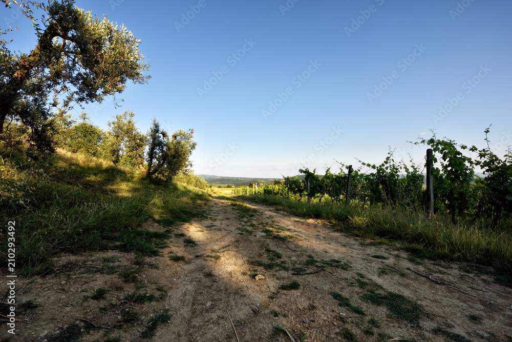 Obraz premium The hill of Tuscany, paradise is next /Tuscany My country My love, LOVELY EARTH from Italy, Tuscany land 