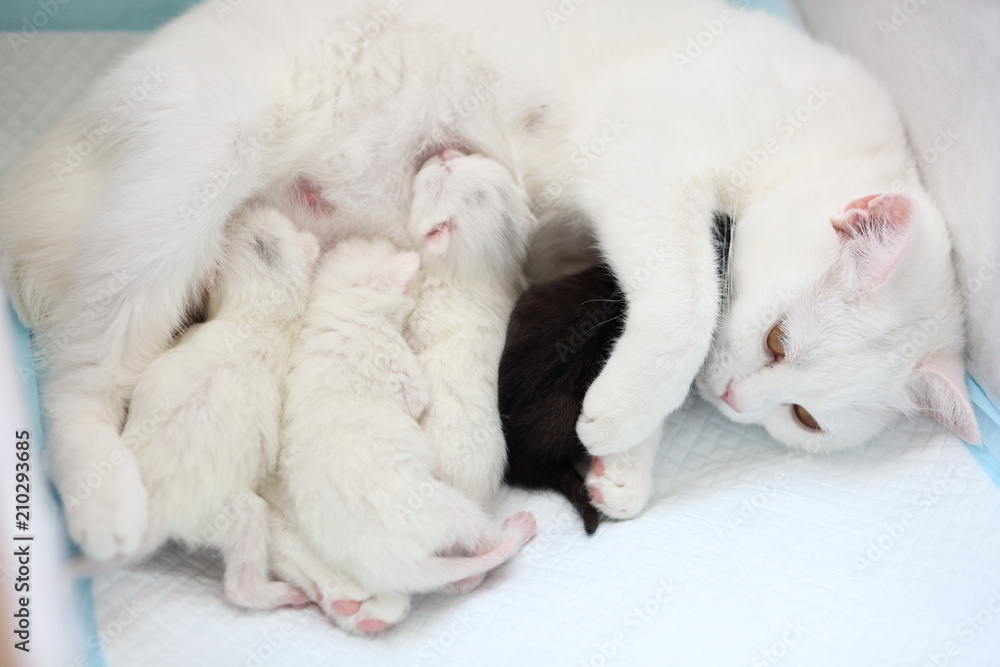 white cat with newborn kittens white cat with newborn kittens