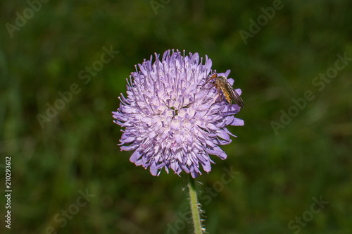 Wallpaper Mural robber fly on the flower Torontodigital.ca