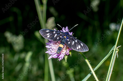 Wallpaper Mural butterfly amata phegea Torontodigital.ca