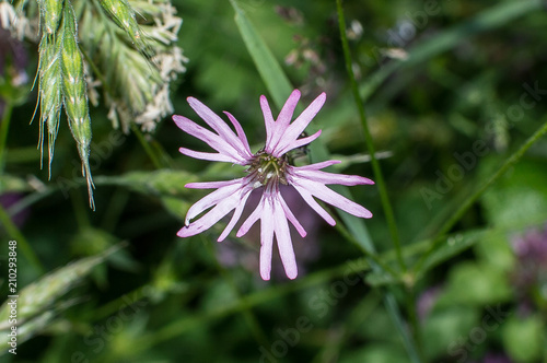 Wallpaper Mural Pink Lychnis flos cuculi Torontodigital.ca