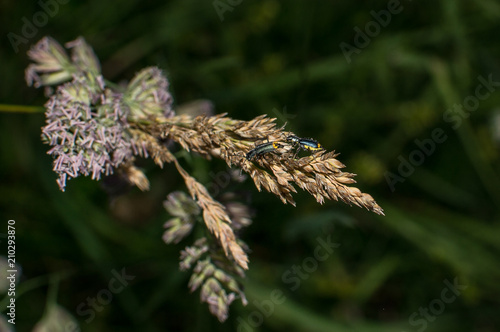 Wallpaper Mural insects that chase each other  Torontodigital.ca