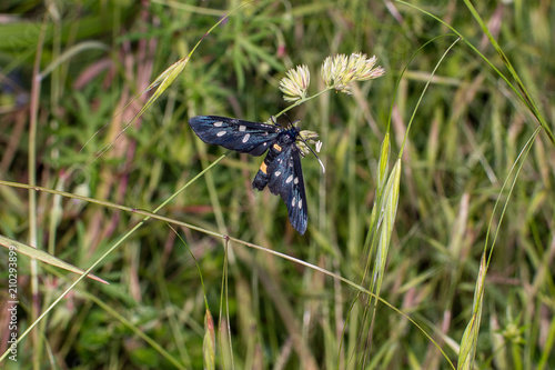 Wallpaper Mural butterfly amata phegea Torontodigital.ca