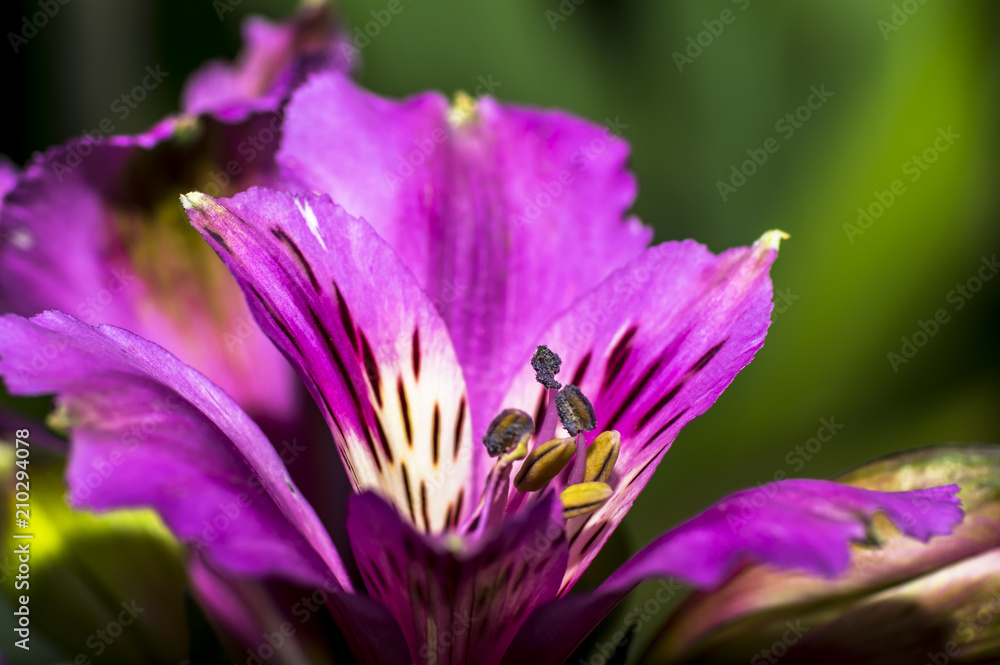 Macrofotografia Alstroemeria Giglio del Perù Macrofotografia Alstroemeria Giglio del Perù