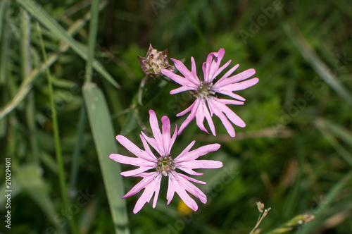 Wallpaper Mural Pink Lychnis flos cuculi Torontodigital.ca