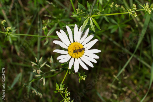 Wallpaper Mural insect on the chamomile Torontodigital.ca
