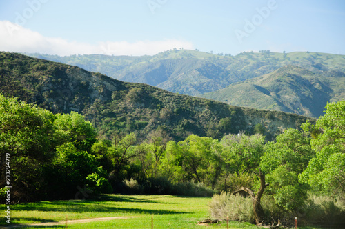 View Of Hillside in a Northern California. The sun painted the round shaped trees with amazing beautiful lighted edges in this green landscape.