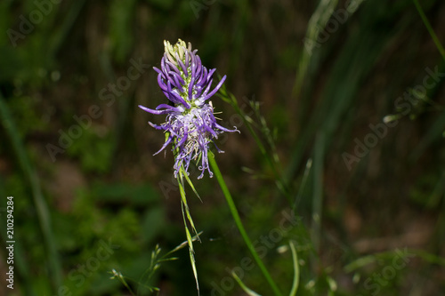Wallpaper Mural violet flower phyteuma Torontodigital.ca