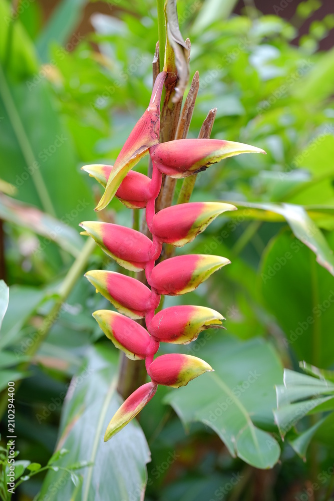 Special rare red and yellow flower in Japan Okinawa Special rare red and yellow flower in Japan Okinawa