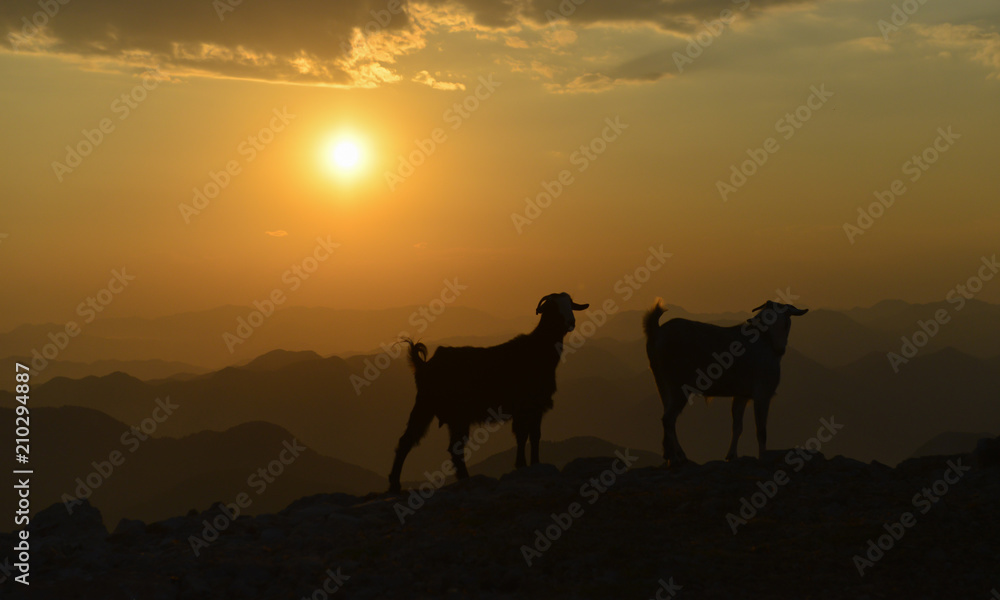 pleasure of the landscape and living areas of the goats pleasure of the landscape and living areas of the goats