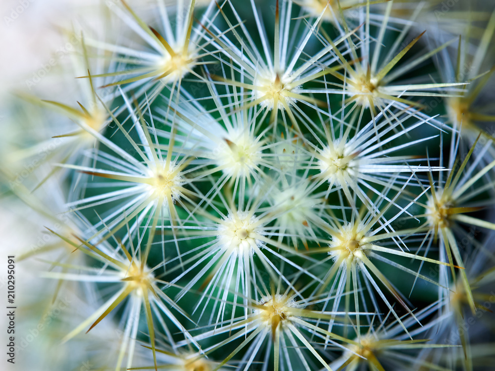 Cactus. Golden barrel cactus Cactus. Golden barrel cactus