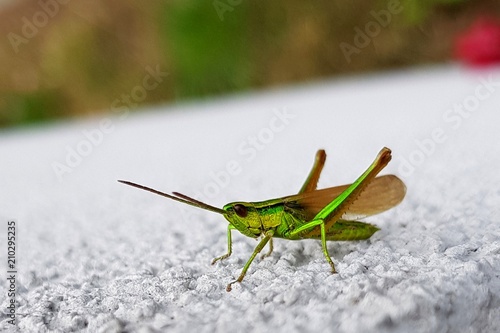 Green grasshopper macro