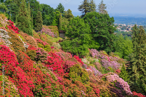 Fototapeta Naklejka Na Ścianę i Meble -  the valley of flowered rhodondendros in the  nature reserve of the Burcina park in Pollone/Biella/Piedmont/Italy /the flowering of rhodondendros in may,is a show  of colors from white to lilac to red