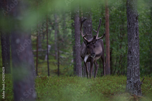 Rentier in Norwegen photo